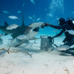 Great hammerhead lunging at the feeder's hand, nurse shark in foreground, Bimini, Bahamas