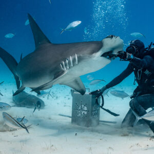 Feeder holding a great hammerhead's head at the bait box, Bimini, Bahamas