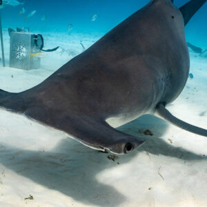 Great hammerhead's head close to the sand, feeder's legs behind, Bimini, Bahamas