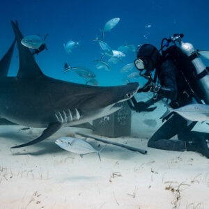 Great hammerhead sliding under the feeder's hands, jacks swirling above, Bimini, Bahamas