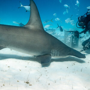 Great hammerhead brushing past the feeder at the bait box, head edge-on, Bimini, Bahamas