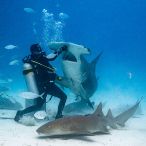 Great hammerhead upright against the feeder, nurse shark on the sand, Bimini, Bahamas
