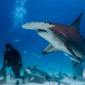 Great hammerhead banking above the kneeling feeder and nurse sharks, Bimini, Bahamas