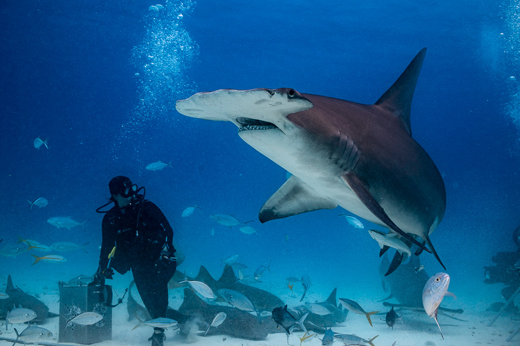 Great hammerhead banking above the kneeling feeder and nurse sharks, Bimini, Bahamas