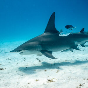 Great hammerhead in profile with jacks along its back, Bimini, Bahamas