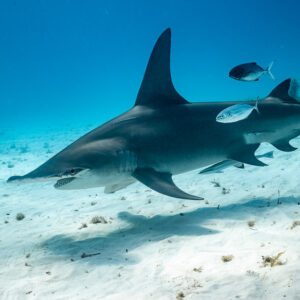 Great hammerhead gliding over sand escorted by two jacks, Bimini, Bahamas