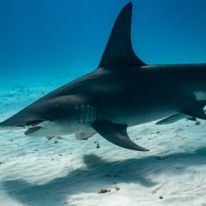 Large great hammerhead cruising close over sand, shadow beneath, Bimini, Bahamas