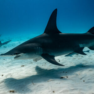 Great hammerhead cruising over sand, nurse sharks in background, Bimini, Bahamas