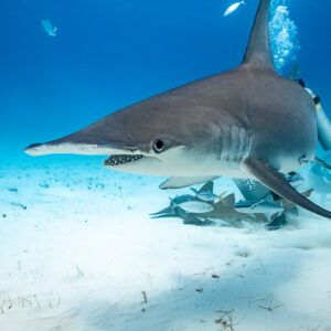 Great hammerhead three-quarter view, nurse sharks and jacks below, Bimini, Bahamas