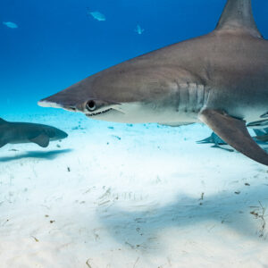 Great hammerhead close-up with another shark swimming behind, Bimini, Bahamas