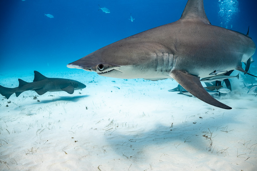 Great hammerhead close-up with another shark swimming behind, Bimini, Bahamas