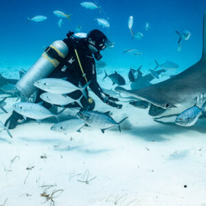Feeder surrounded by jacks as a great hammerhead approaches, Bimini, Bahamas