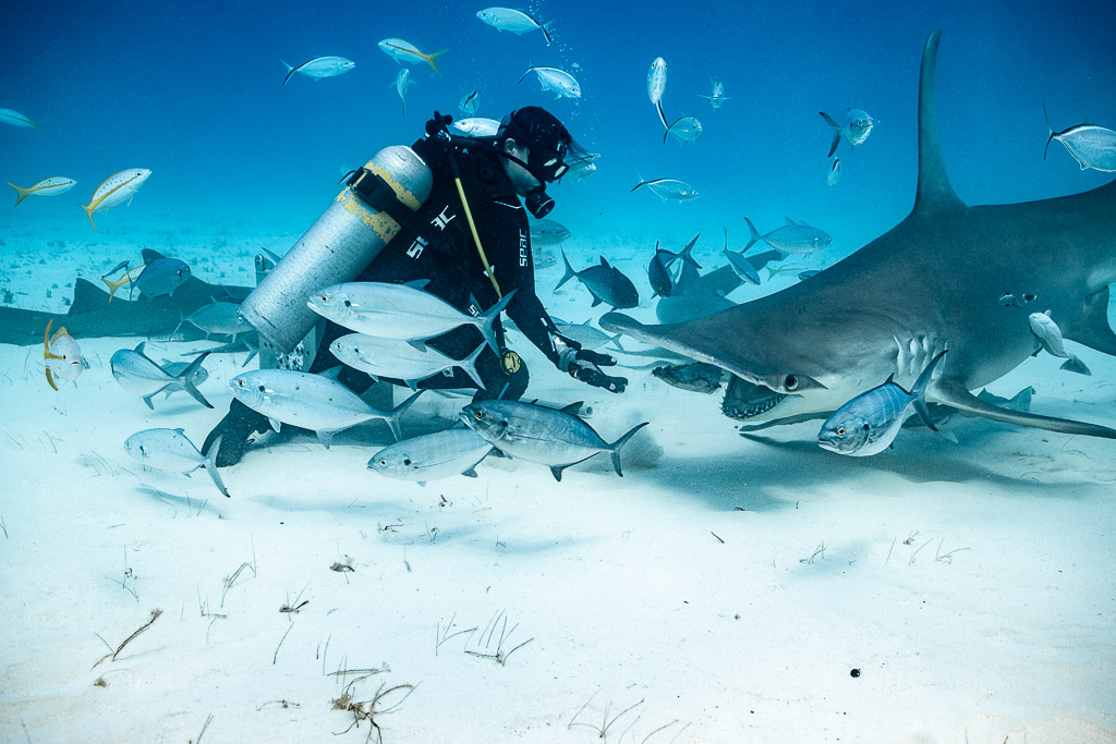 Feeder surrounded by jacks as a great hammerhead approaches, Bimini, Bahamas