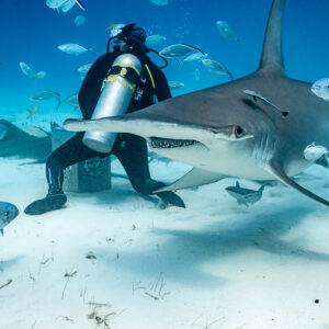 Great hammerhead passing in front of the feeder, jacks above, Bimini, Bahamas