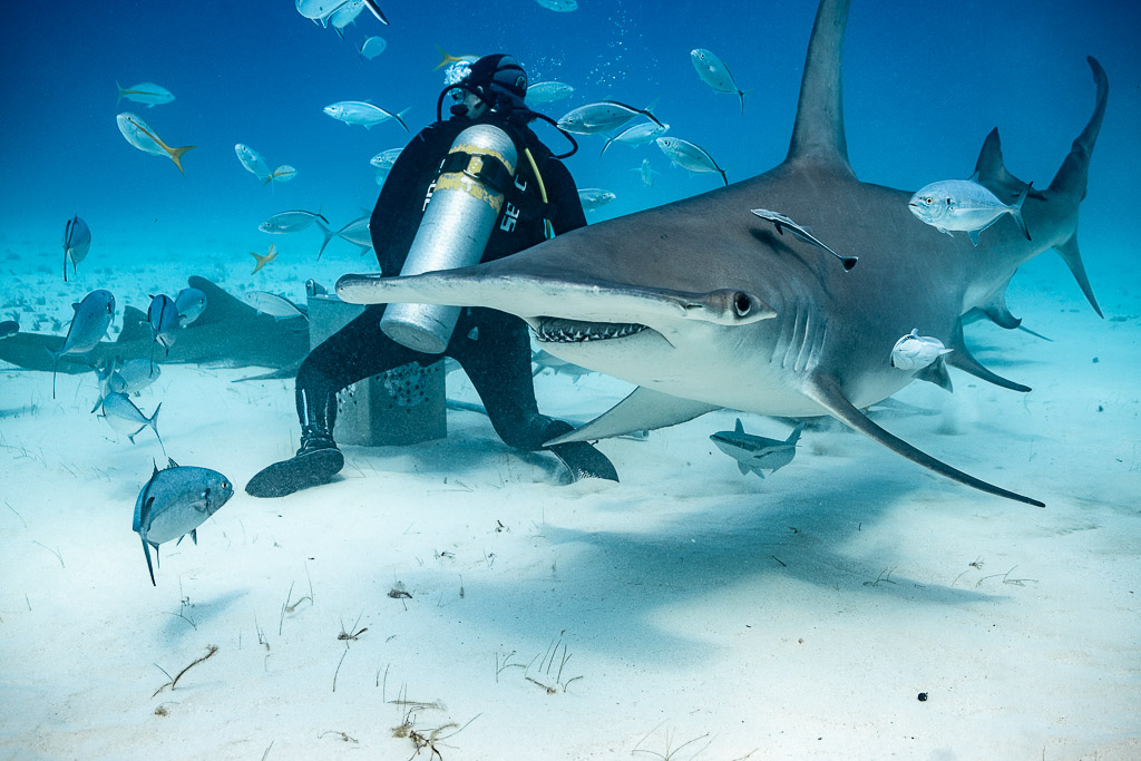 Great hammerhead passing in front of the feeder, jacks above, Bimini, Bahamas