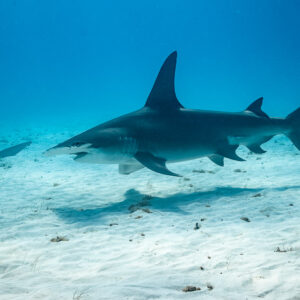 Great hammerhead patrolling over sand, nurse shark in the distance, Bimini, Bahamas