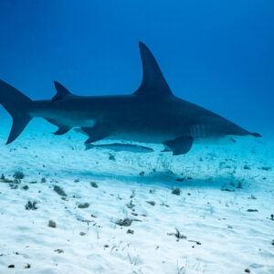 Great hammerhead with a remora beneath, deep blue background, Bimini, Bahamas