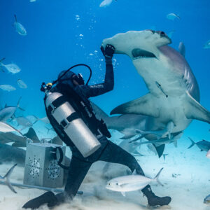 Feeder raising his arm as a great hammerhead rears among jacks, Bimini, Bahamas