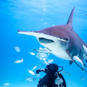 Great hammerhead approaching overhead, diver in foreground, bright blue water, Bimini, Bahamas