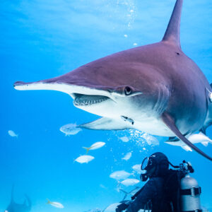 Great hammerhead gliding above a diver's head, mouth open, Bimini, Bahamas