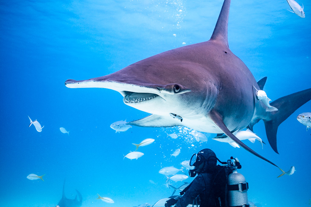 Great hammerhead gliding above a diver's head, mouth open, Bimini, Bahamas