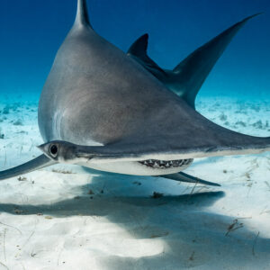 Grand requin-marteau de face en contre-plongée au-dessus du sable, Bimini, Bahamas