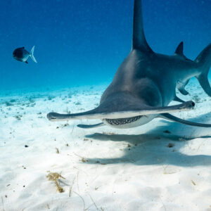 Great hammerhead approaching head-on, eyes at the tips of its hammer, Bimini, Bahamas