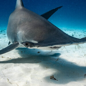 Close head-on great hammerhead, eye and mouth in detail, Bimini, Bahamas