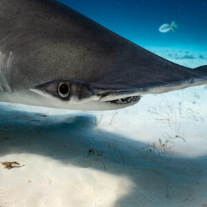 Close-up of a great hammerhead's eye and cephalofoil, Bimini, Bahamas