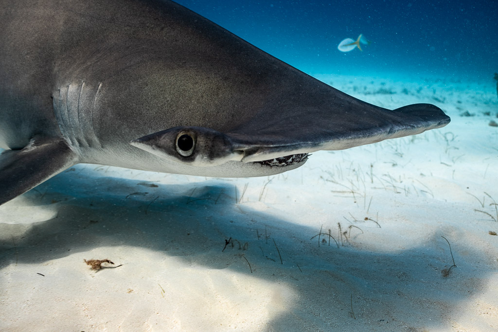 Close-up of a great hammerhead's eye and cephalofoil, Bimini, Bahamas