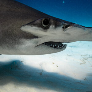 Tight close-up of a great hammerhead's eye, gills and teeth, Bimini, Bahamas
