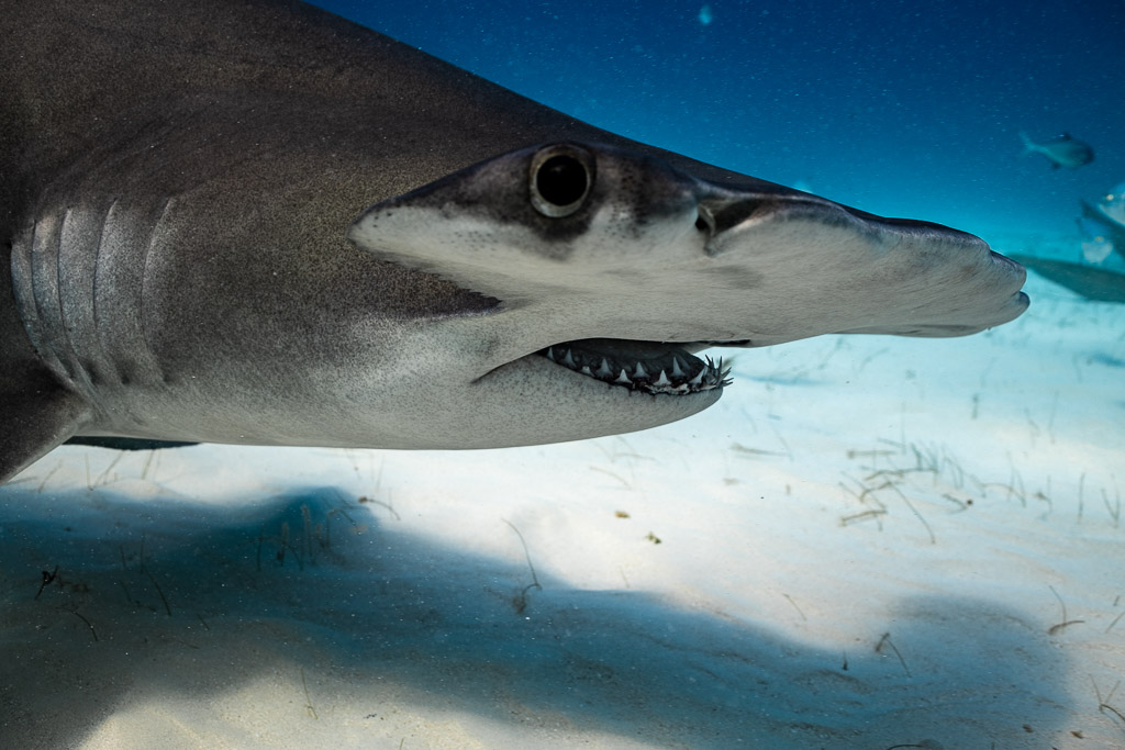 Tight close-up of a great hammerhead's eye, gills and teeth, Bimini, Bahamas