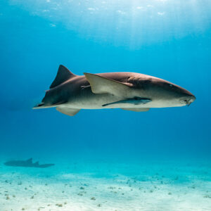 Nurse shark swimming in midwater with a remora beneath, Bimini, Bahamas