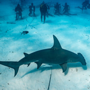 Great hammerhead seen from above, divers kneeling in background, Bimini, Bahamas