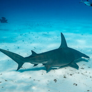 Great hammerhead over pale sand, distant diver near the surface, Bimini, Bahamas