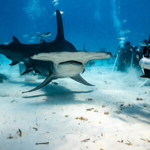 Great hammerhead approaching an underwater photographer's camera, Bimini, Bahamas