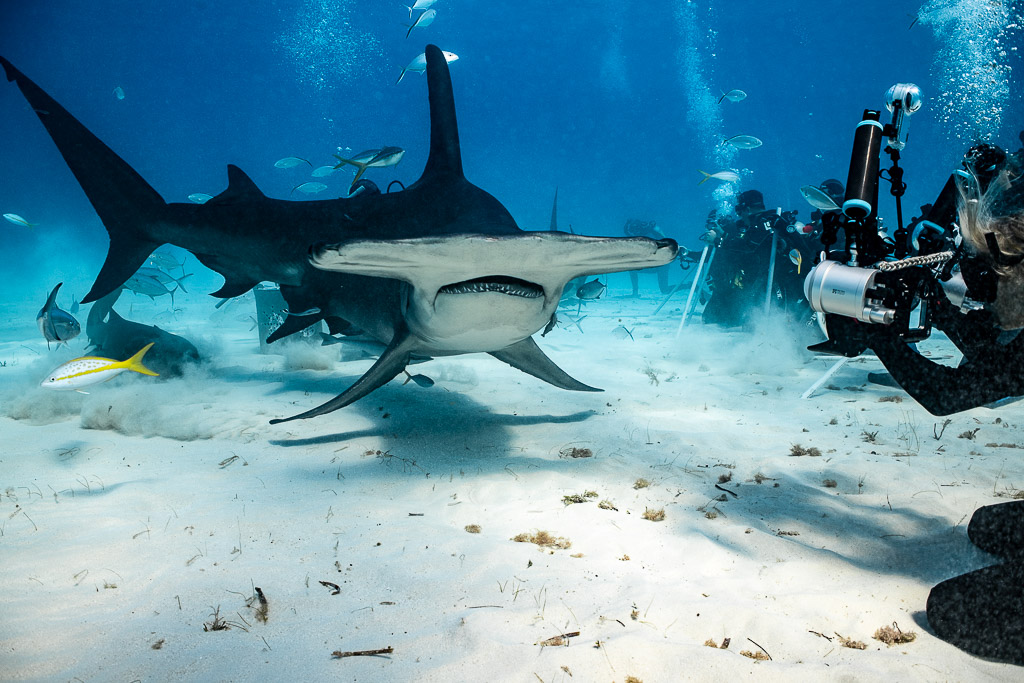 Great hammerhead approaching an underwater photographer's camera, Bimini, Bahamas