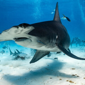 Great hammerhead turning close to the camera, divers behind, Bimini, Bahamas