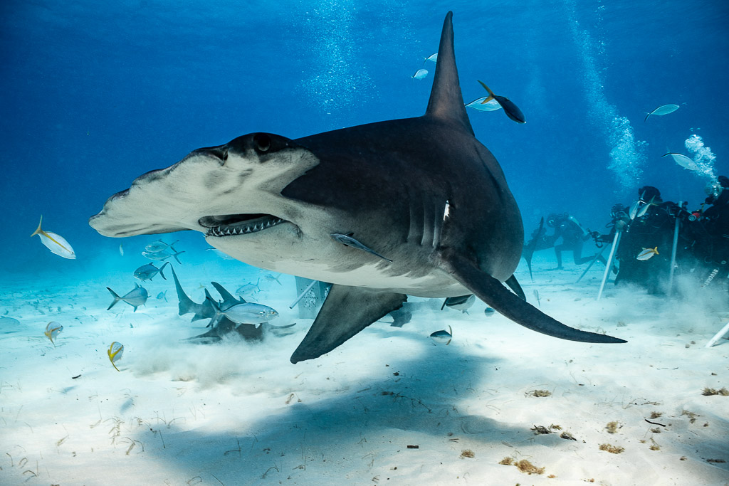 Great hammerhead turning close to the camera, divers behind, Bimini, Bahamas