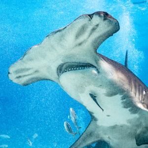 Underside of a great hammerhead's head and mouth in close-up, Bimini, Bahamas