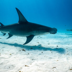 Great hammerhead swimming past an encrusted underwater structure on sand, Bimini, Bahamas
