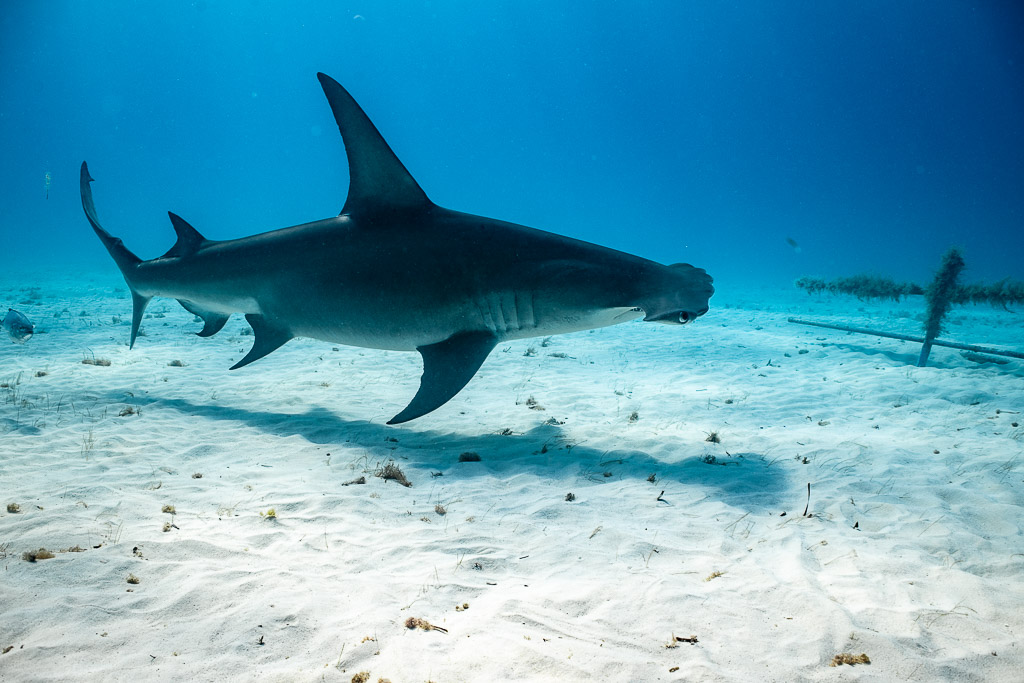 Great hammerhead swimming past an encrusted underwater structure on sand, Bimini, Bahamas