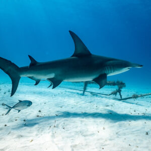 Great hammerhead and a jack cruising by an underwater structure, Bimini, Bahamas