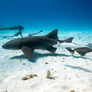 Nurse shark with a large pale remora alongside its tail, Bimini, Bahamas