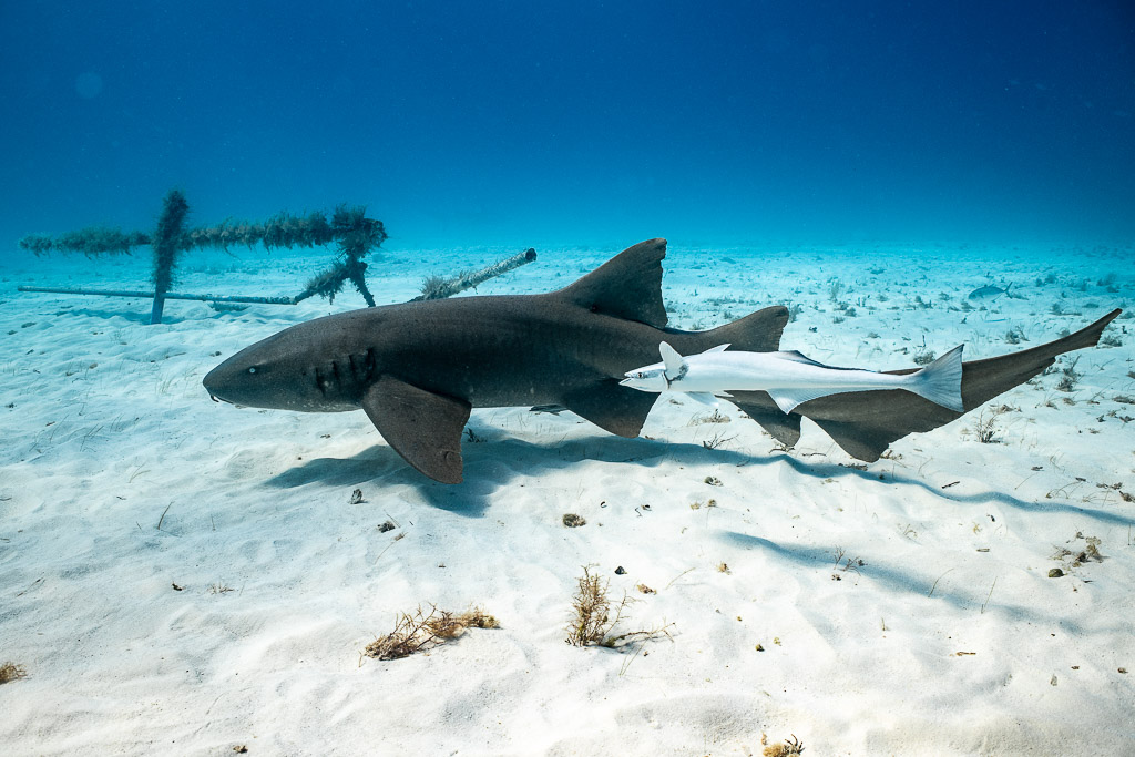 Requin-nourrice accompagné d’un grand rémora pâle le long de sa queue, Bimini, Bahamas