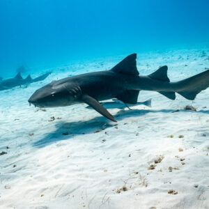 Nurse shark swimming over sand, other nurse sharks behind, Bimini, Bahamas