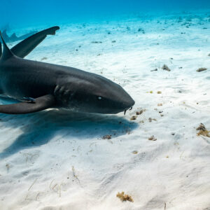 Nurse shark turning close over the sand, Bimini, Bahamas