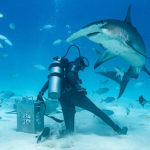 Great hammerhead rising above the feeder at the bait box, Bimini, Bahamas