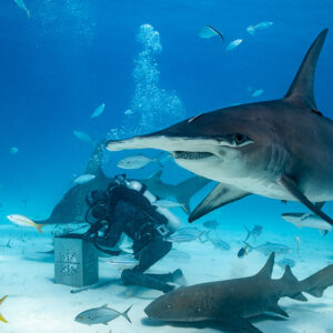 Great hammerhead over the feeder, nurse shark and yellowtail snapper, Bimini, Bahamas