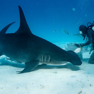 Great hammerhead nosing toward the feeder at the bait box, dorsal fin high, Bimini, Bahamas